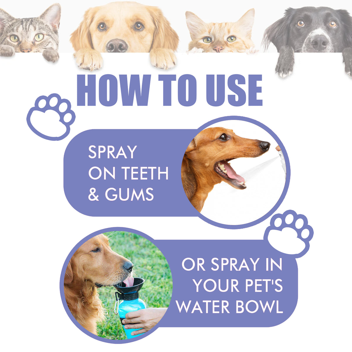 Spray Dental para Cães e Gatos – Hálito Fresco Sem Escovar