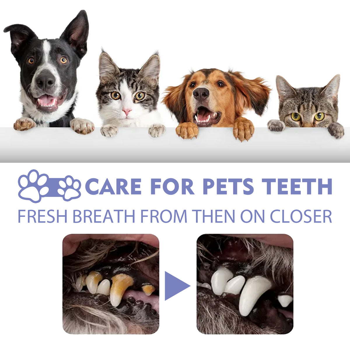 Spray Dental para Cães e Gatos – Hálito Fresco Sem Escovar